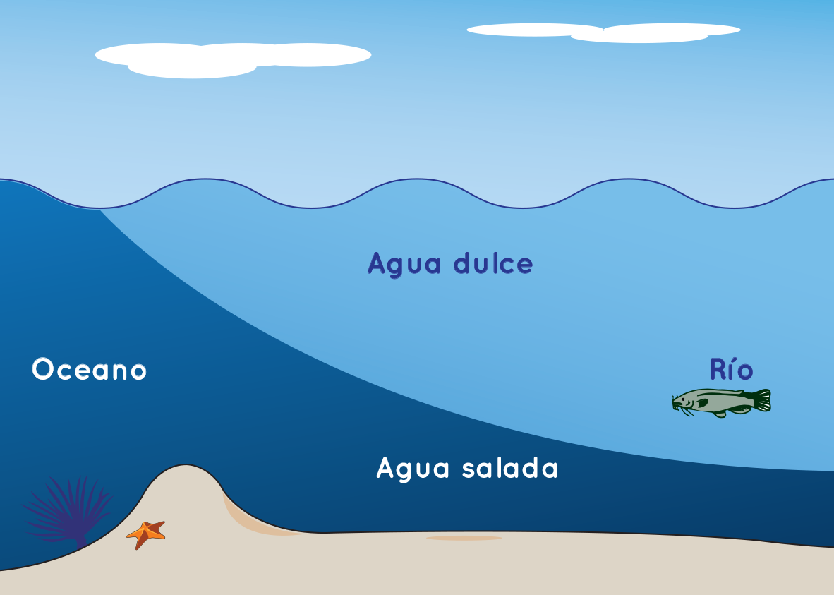 Drawing shows cross-section of saltwater layered below fresh water.