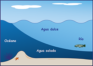 Corte transversal de un océano en la desembocadura de un río, con el agua salada (que es más pesada) deslizándose por debajo del agua dulce.