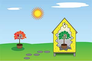 Cartoon shows one red-orange maple tree outside under the sunshine, and another green maple tree inside under a lightbulb.