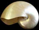 Concha de un nautilo perlado.